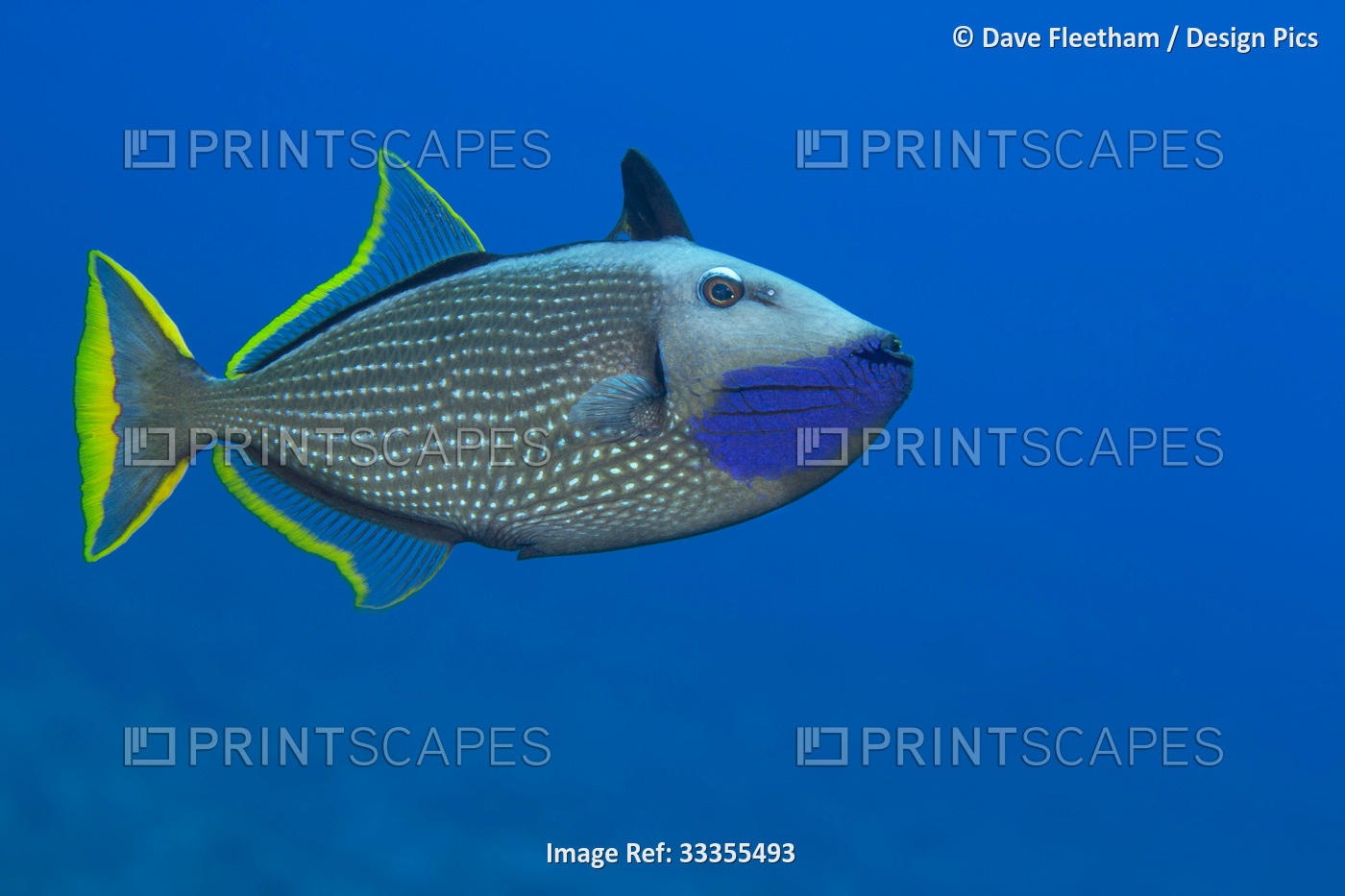 The male Gilded triggerfish (Xanthichthys auromarginatus) is more colourful ...