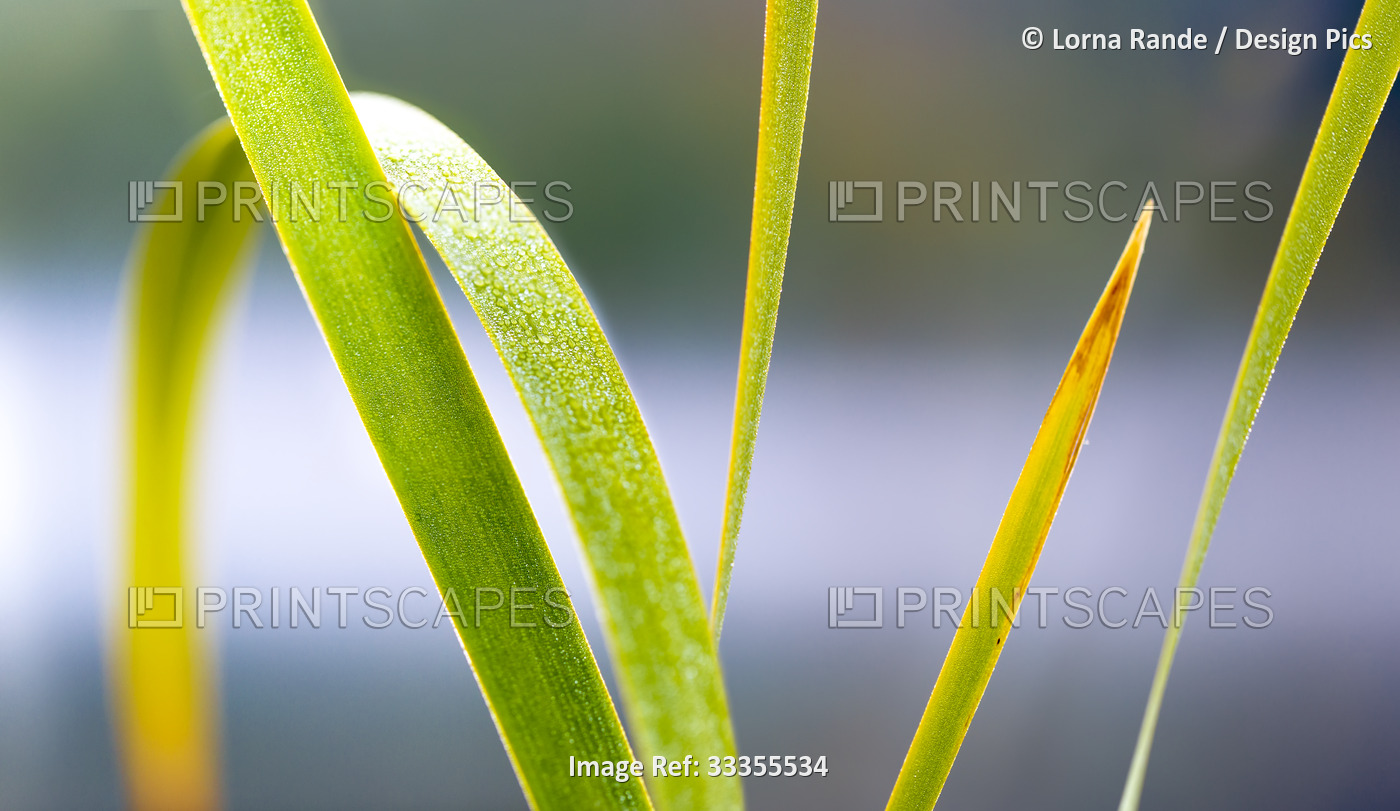 Detail of grass blades; Naramata, British Columbia, Canada