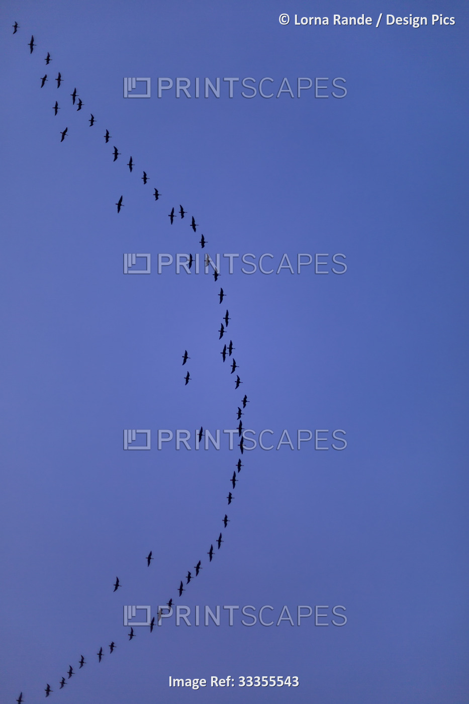 A large flock of birds flying in formation in a blue sky; Surrey, British ...