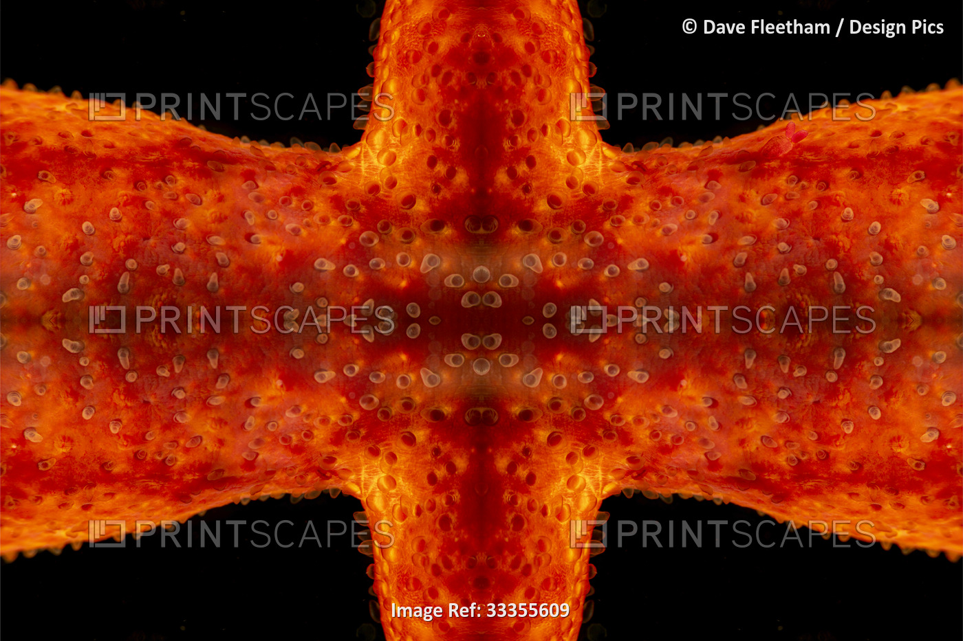 This close look at a section of a starfish that has been digitally multiplied ...