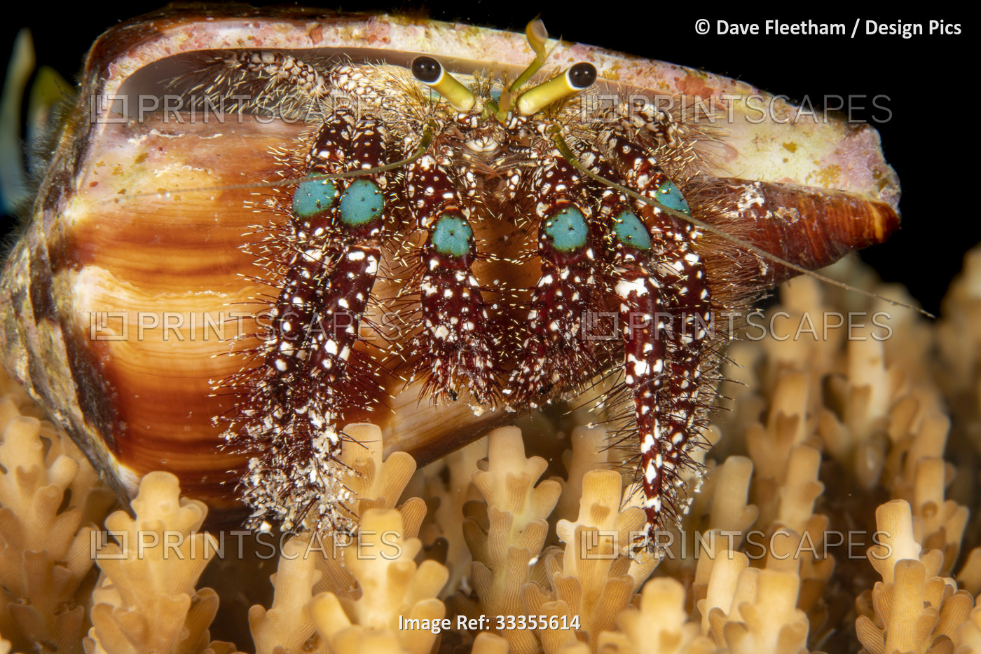 The Blue knee hermit crab (Dardanus guttatus) prefers shells with narrow ...