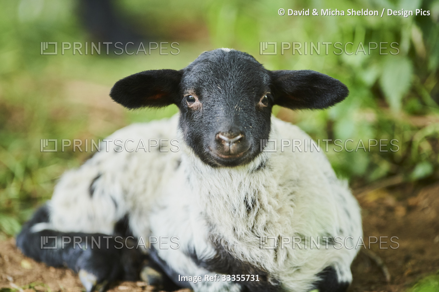 Portrait of a lamb (Ovis aries) lying in a field and looking at the camera; ...