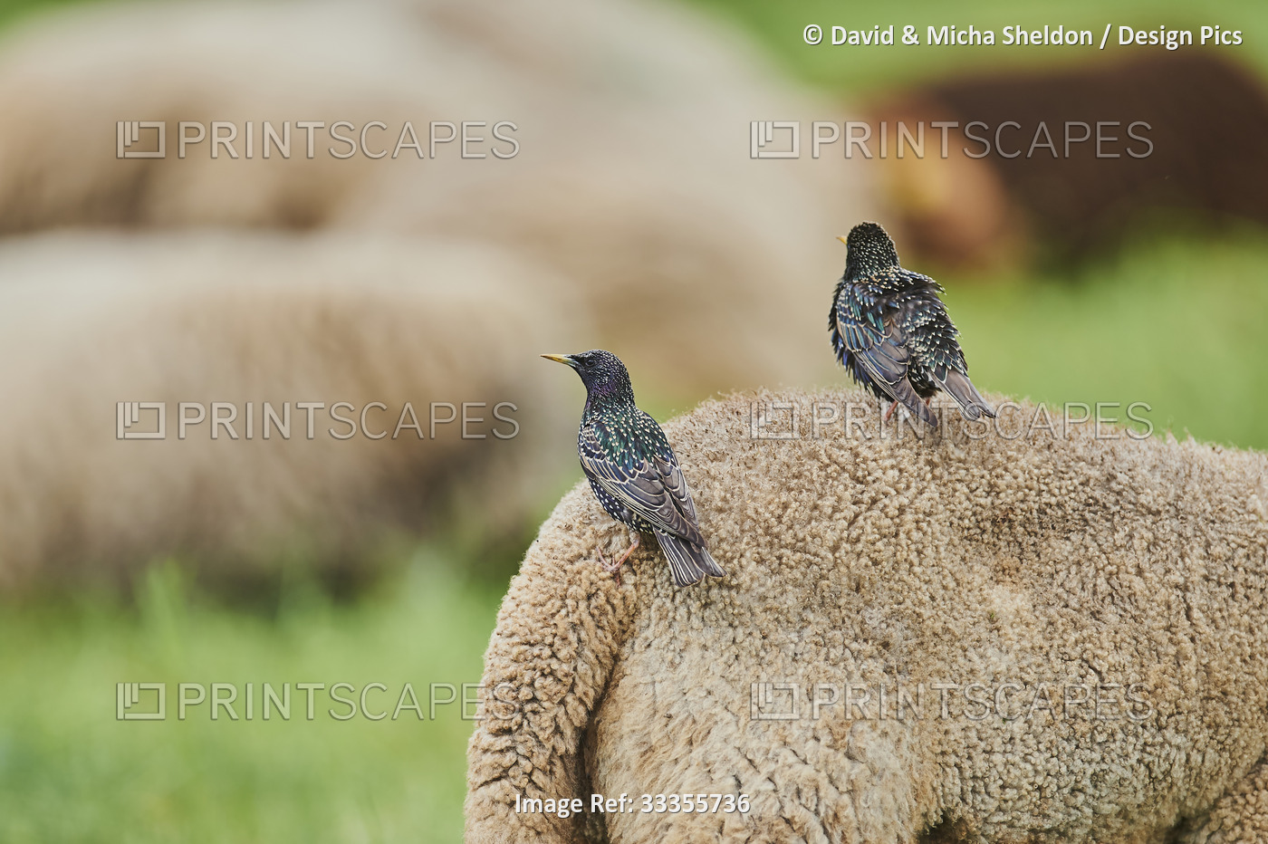 View taken from behind of two common starlings (Sturnus vulgaris) sitting on a ...