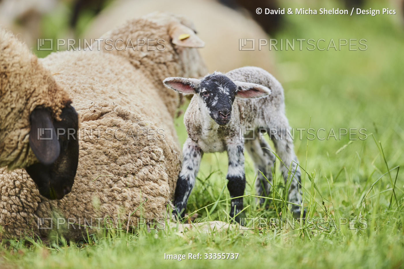 Portrait of a lamb (Ovis aries) standing in a field next to adult sheep and ...