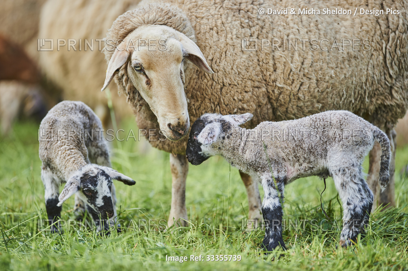 Close-up of ewe sheep (Ovis aries) nurturing two lambs, standing in a field; ...