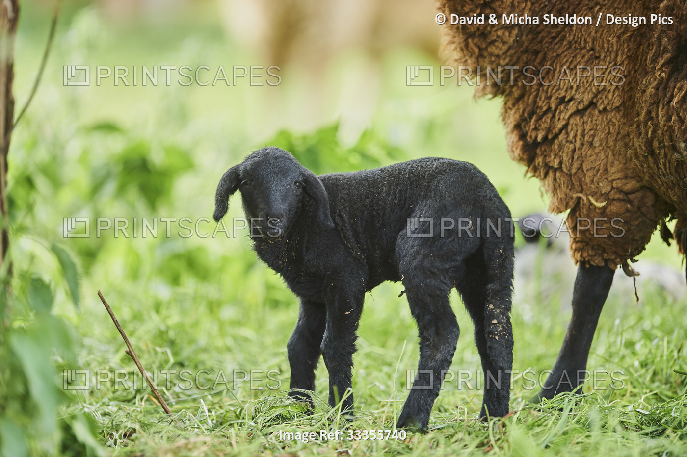 Black lamb (Ovis aries) looking at camera and standing next to an adult sheep ...