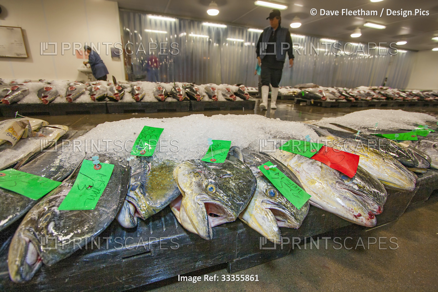 Mahi mahi and other open ocean species displayed for auction at the Honolulu ...