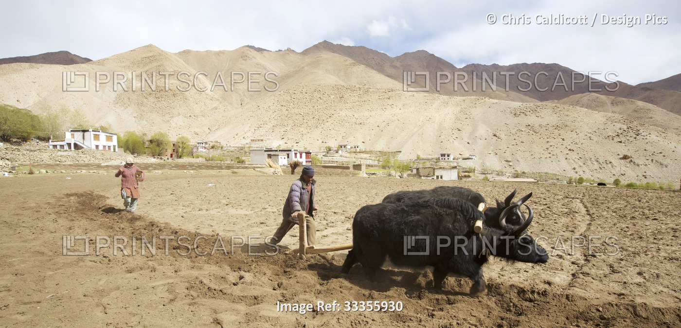 Farmer ploughing field with domesticated yaks in a rural village of the Indus ...