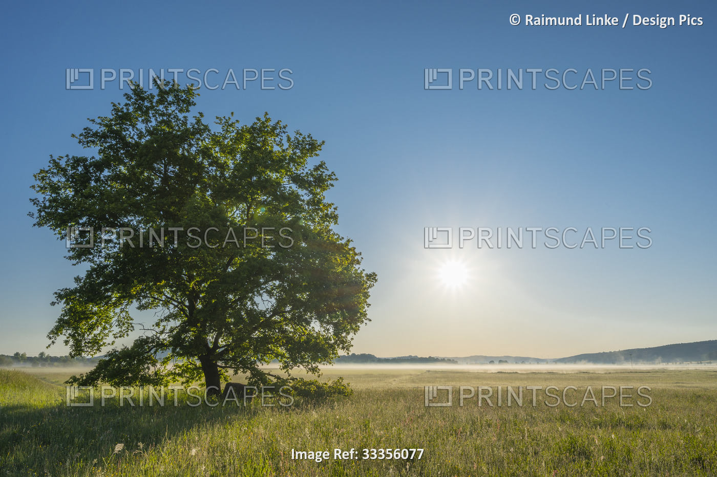 Landscape with oak tree at sunrise in a nature reserve; Limeshain, Hesse, ...
