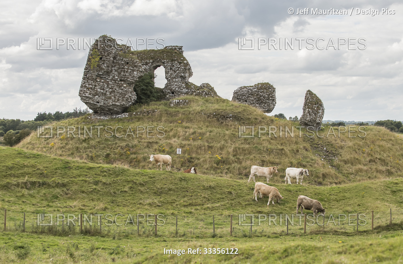 Cows (Bos taurus) grazing on the grassy motte below the remains of the ...