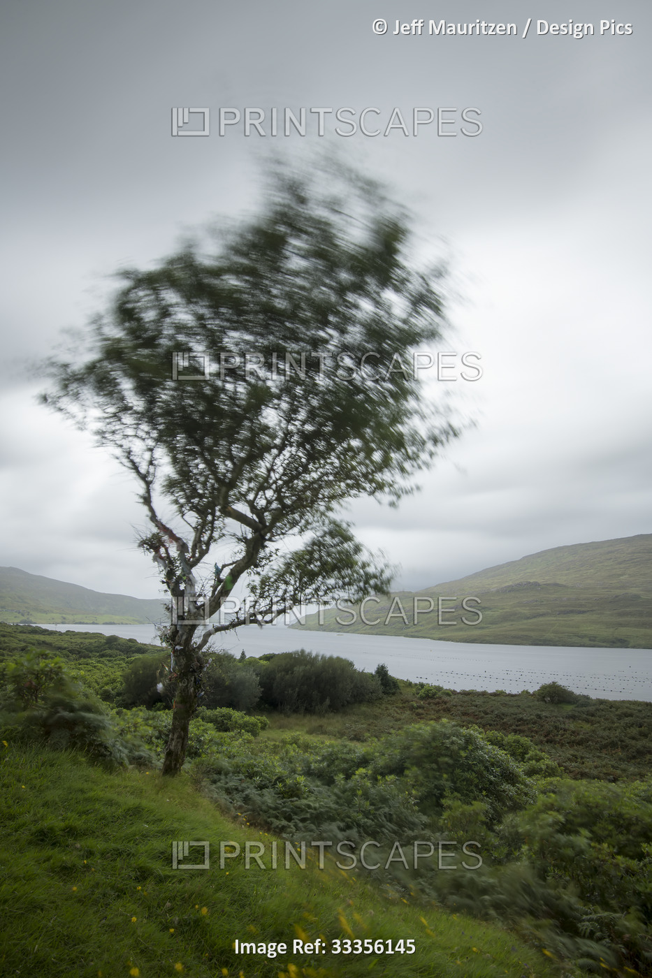 Mythical, hawthorn (Crataegus) Fairy Tree waving in the wind at Killary Harbour ...