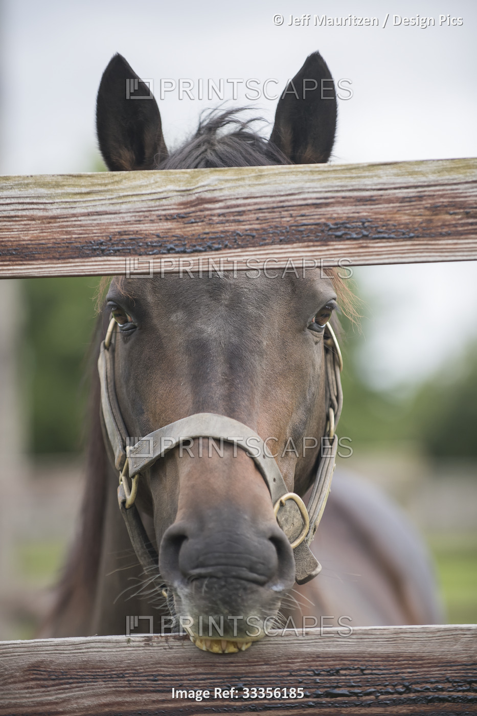 Portrait of a breeding horse (Equus ferus caballus) standing behind fenced off  ...