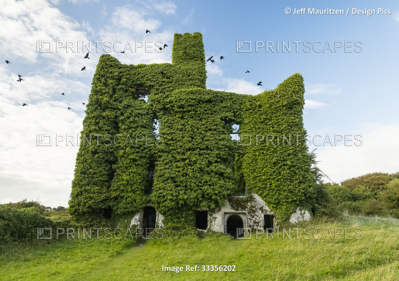 Birds take flight form the ivy covered ruins of Menlo Castle situated on the ...