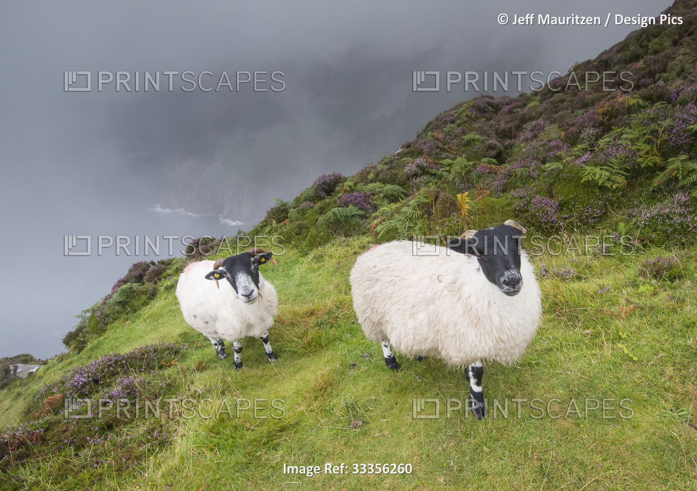 Two, blackface mountain sheep (Ovis aries) looking at the camera, navigate the ...