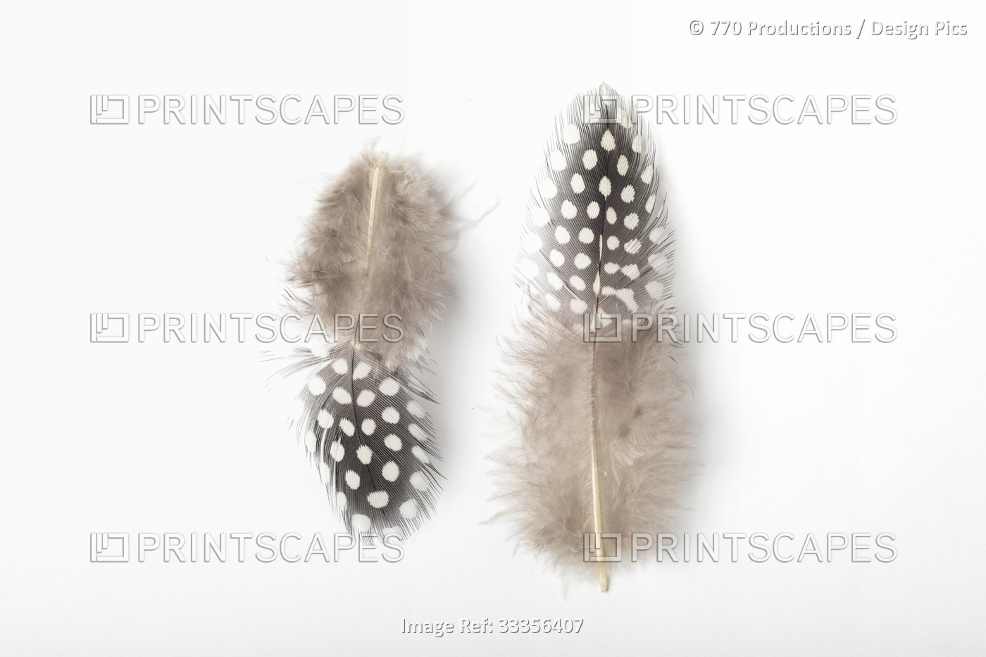 Two spotted bird feathers on a white background; Studio