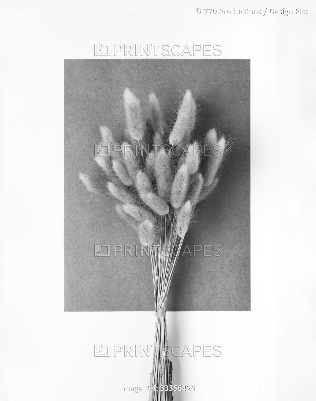 Bundle of grasses against a grey block on a white background; Studio