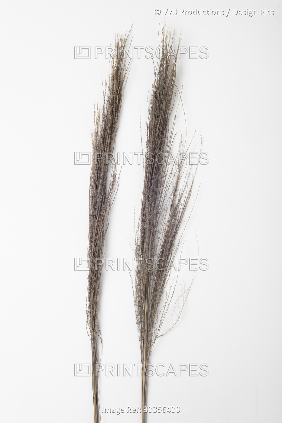 Two delicate feathery branches on a white background; Studio