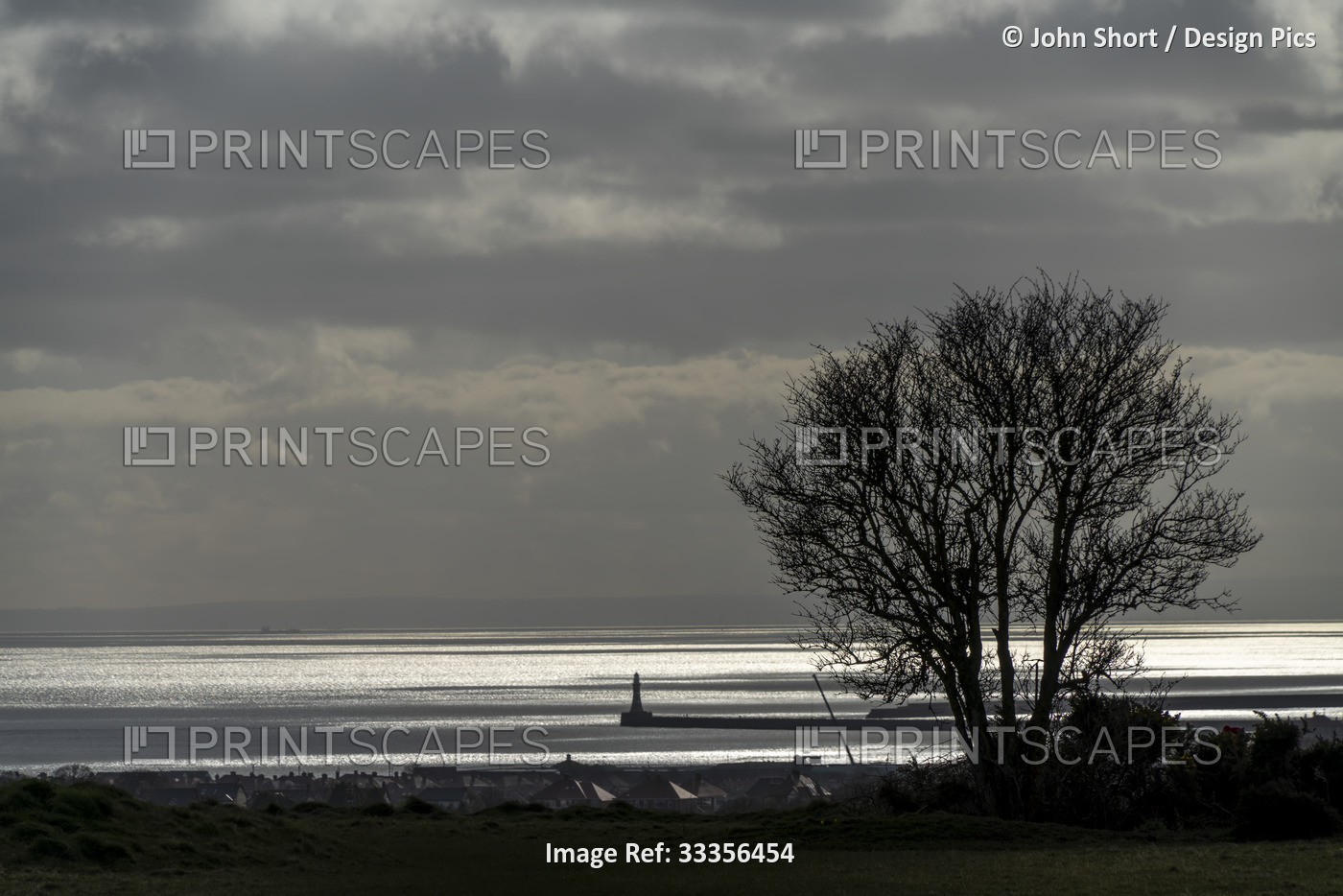 Houses and Roker Pier Lighthouse along a coast with a large silhouetted tree ...
