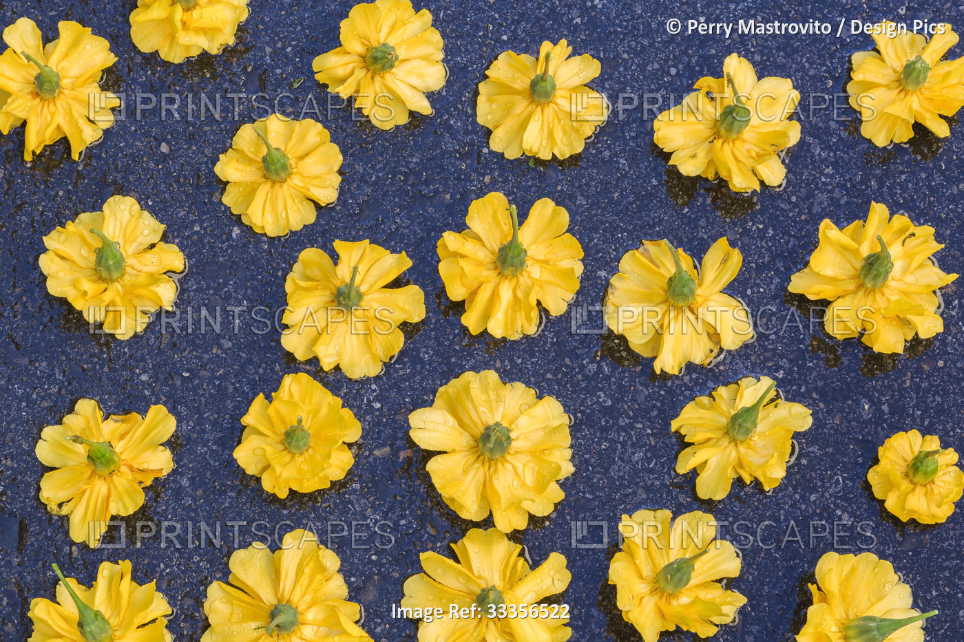 Close-up of cut and turned upside-down yellow Tagetes, French Marigold (Tagetes ...