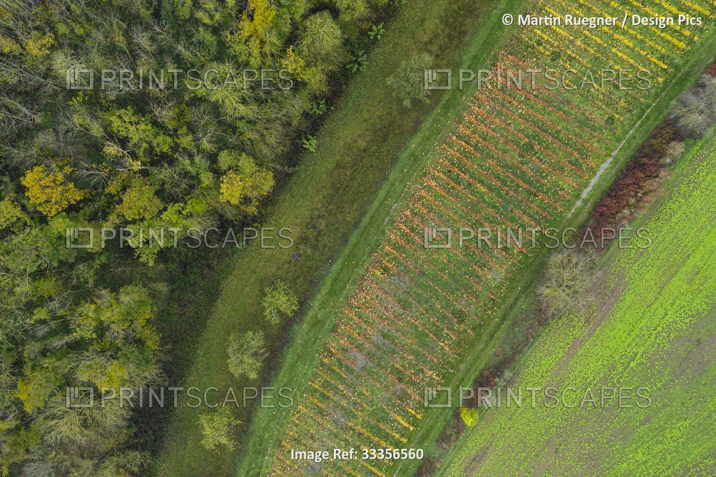 Aerial view of rural landscape with small vineyard and forest in autumn; ...