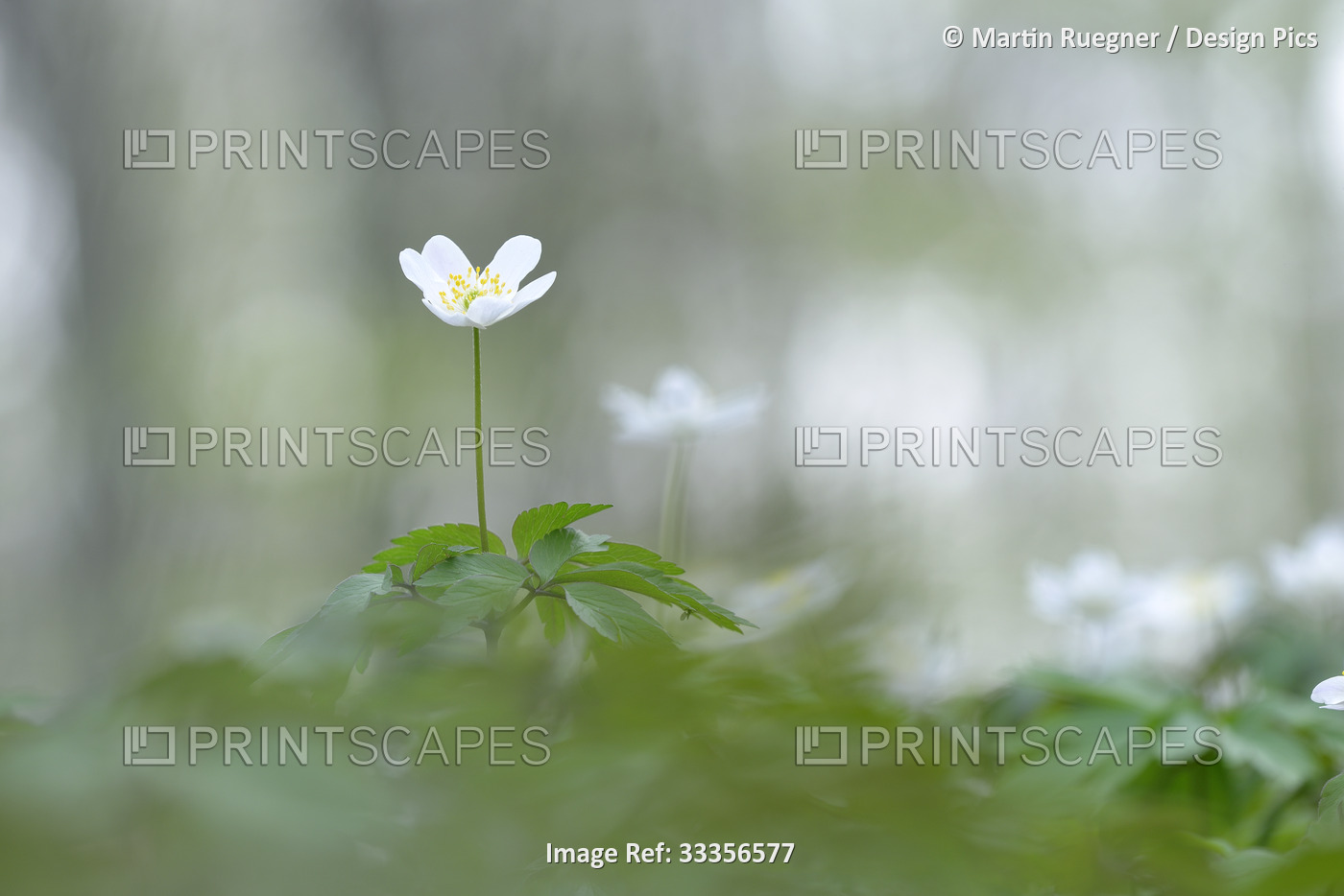 Wood anemone (Anemone nemorosa), a delicate white flowering plant; Bavaria, ...