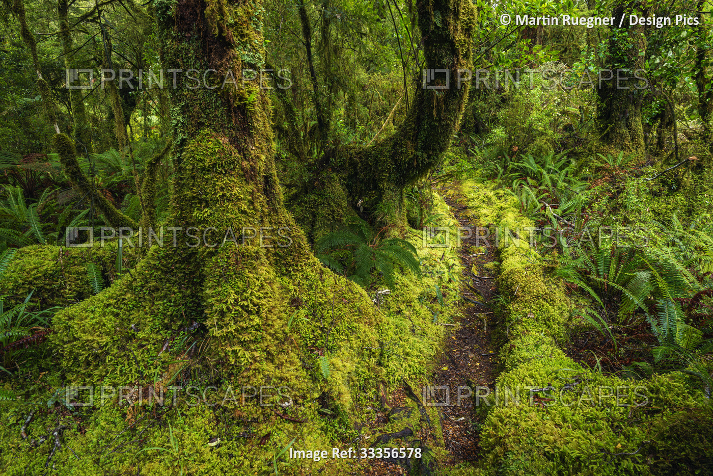 Path through temperate rainforest in Tutoko Valley, Fiordland National Park, a ...