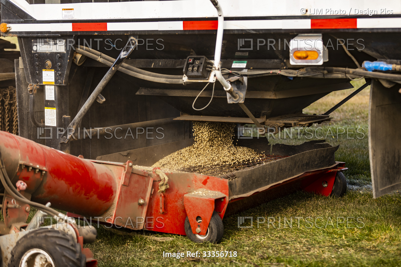 Close-up of farm machinery, offloading Fava Beans (Faba sativa Moench) for ...