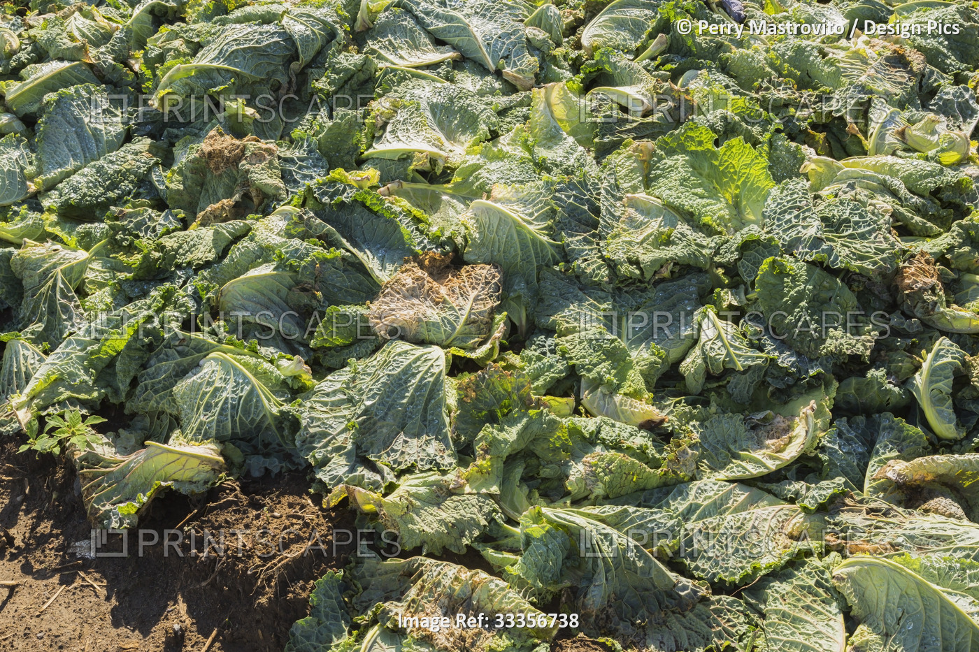 Close-up of a sunlit pile of decomposing cabbage crops (Brassica oleracea) in ...