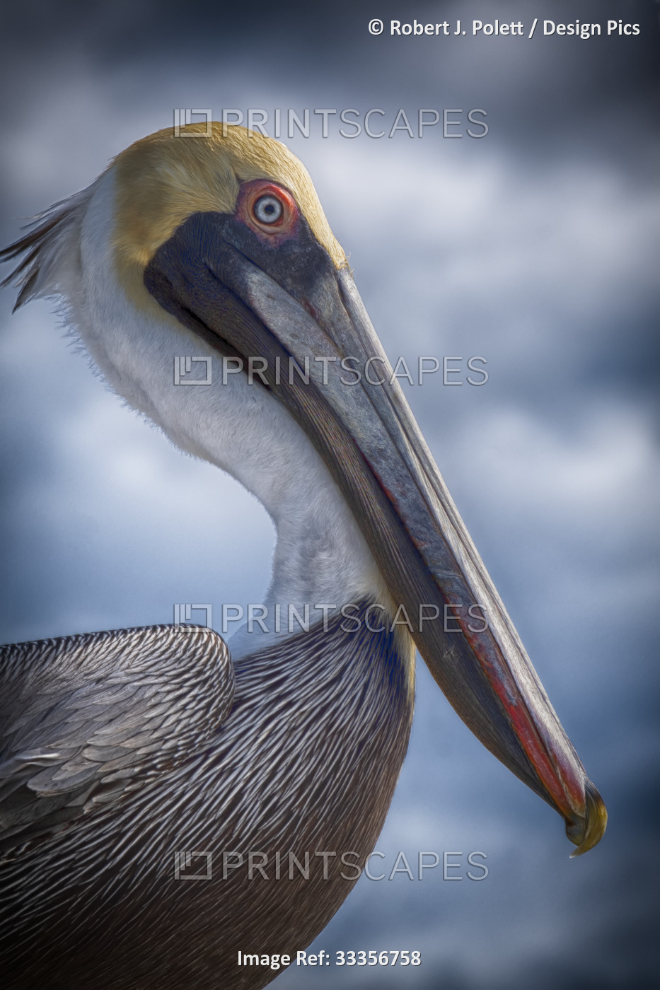Stylized Portrait of a Brown Pelican (Pelecanus occidentalis) profile; St ...