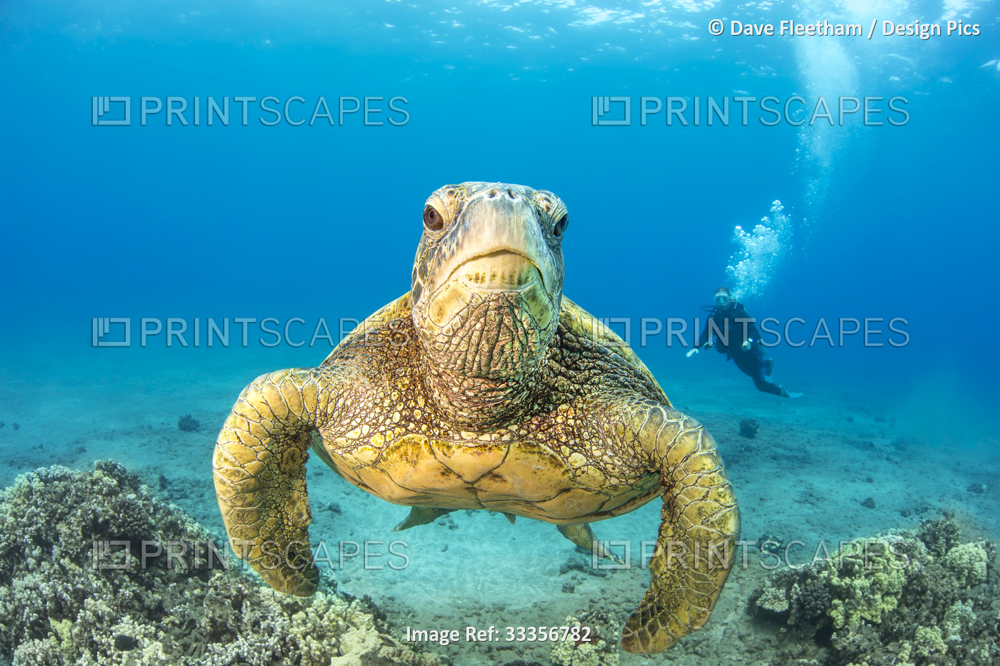 Green sea turtle (Chelonia Midas) and divers; Hawaii, United States of America