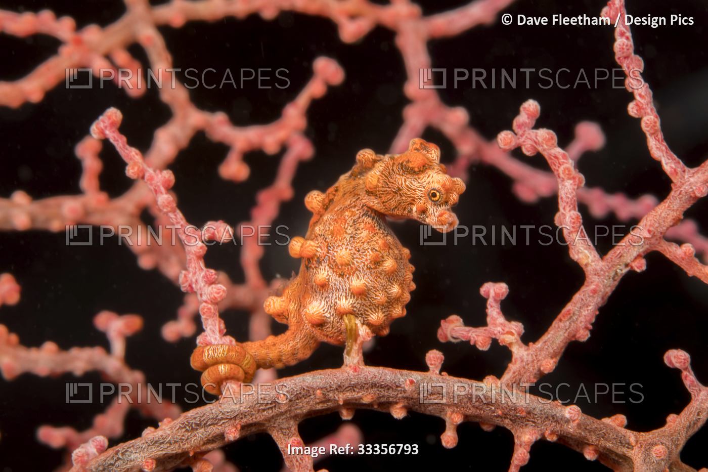 Pygmy seahorse (Hippocampus bargibanti), also known as Bargibant's pygmy ...