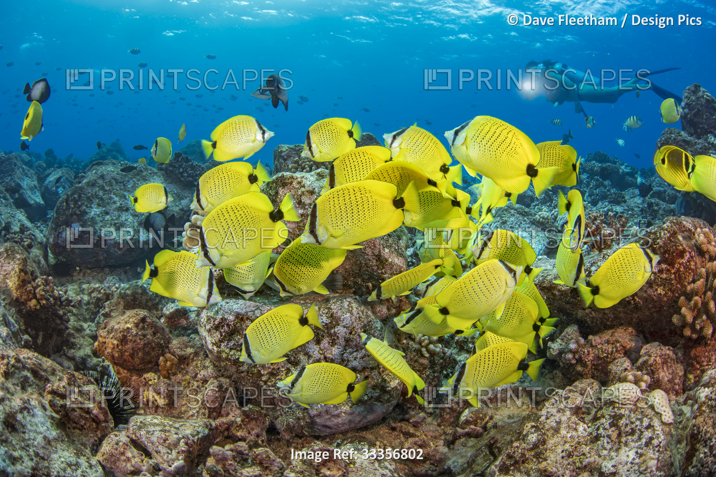 Schooling endemic Milletseed butterflyfish (Chaetodon miliaris) and a female ...