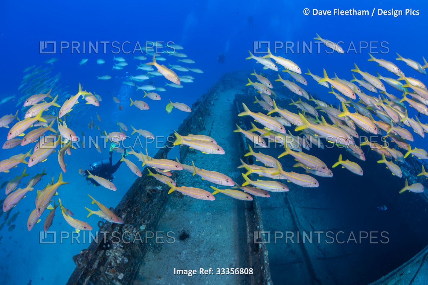 A large school of Yellowfin goatfish (Mulloidichthys vanicolensis) are home on ...