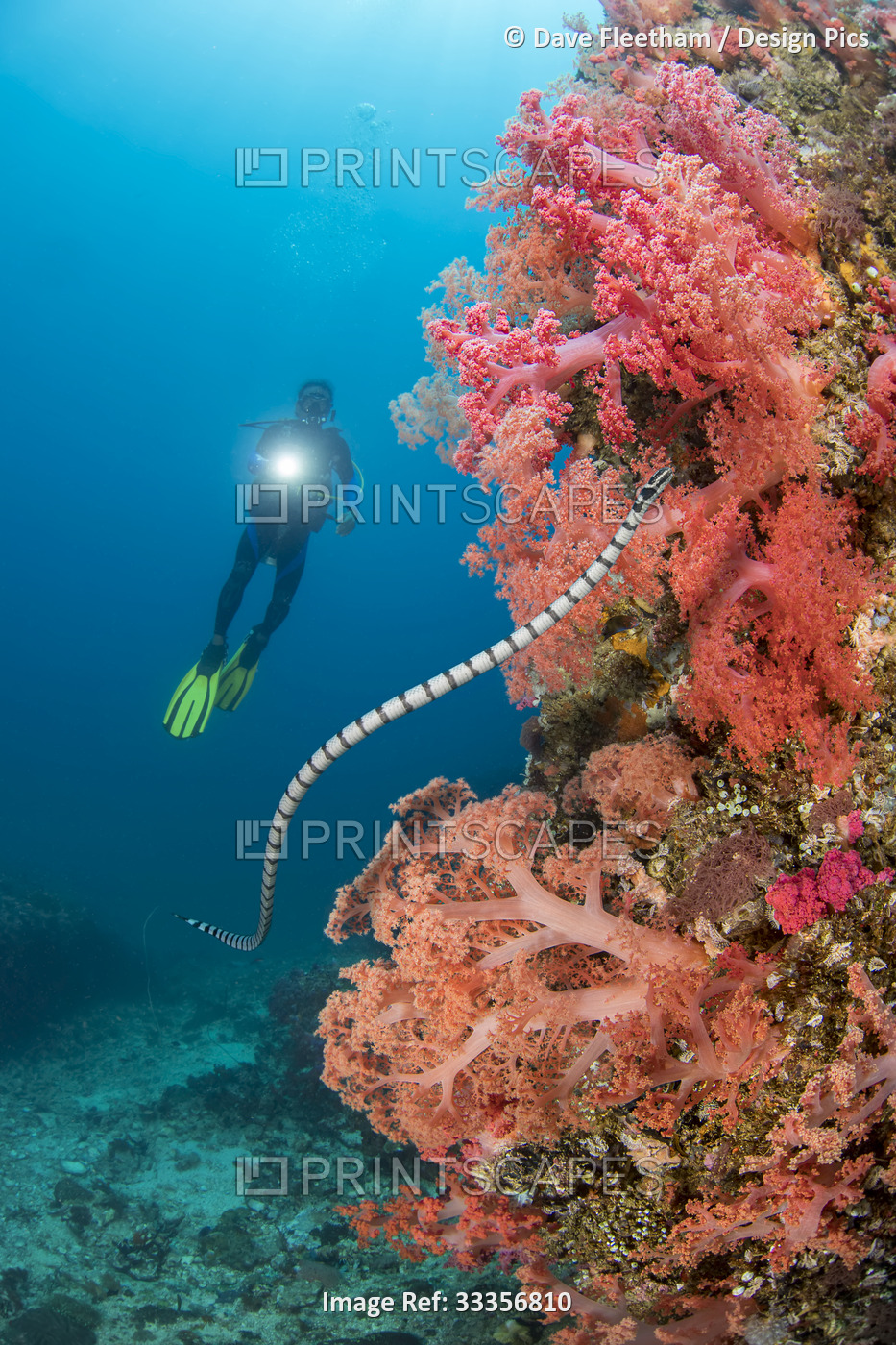 A diver keeps a safe distance from this venomous Banded yellow-lipped sea krait ...