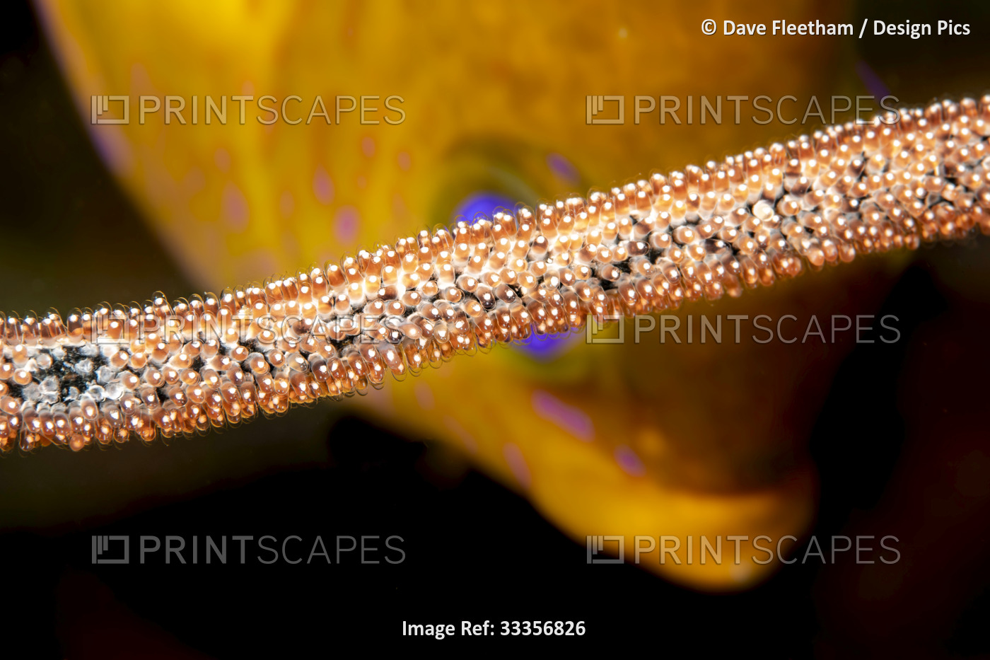 This male Golden damselfish (Amblyglyphidodon aureus) in the background is ...