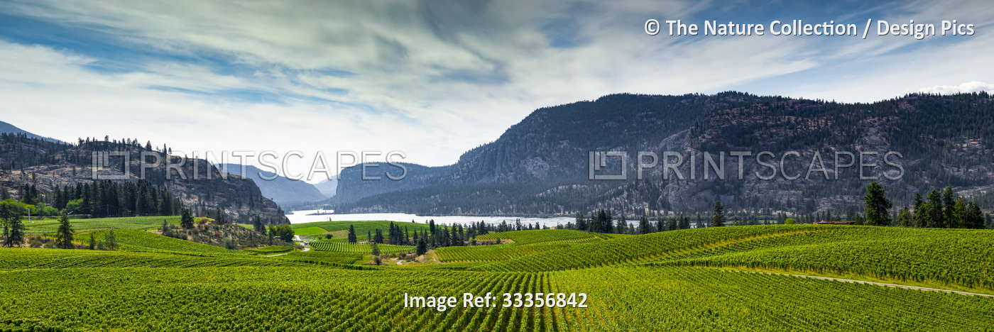 Vineyard and Cascade Mountains at dusk, Okanagan Valley; British Columbia, ...