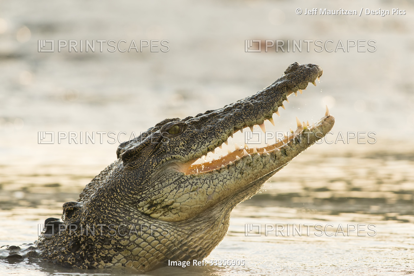 A saltwater crocodile (Crocodylus porosus) opens its jaws as it erupts out of ...