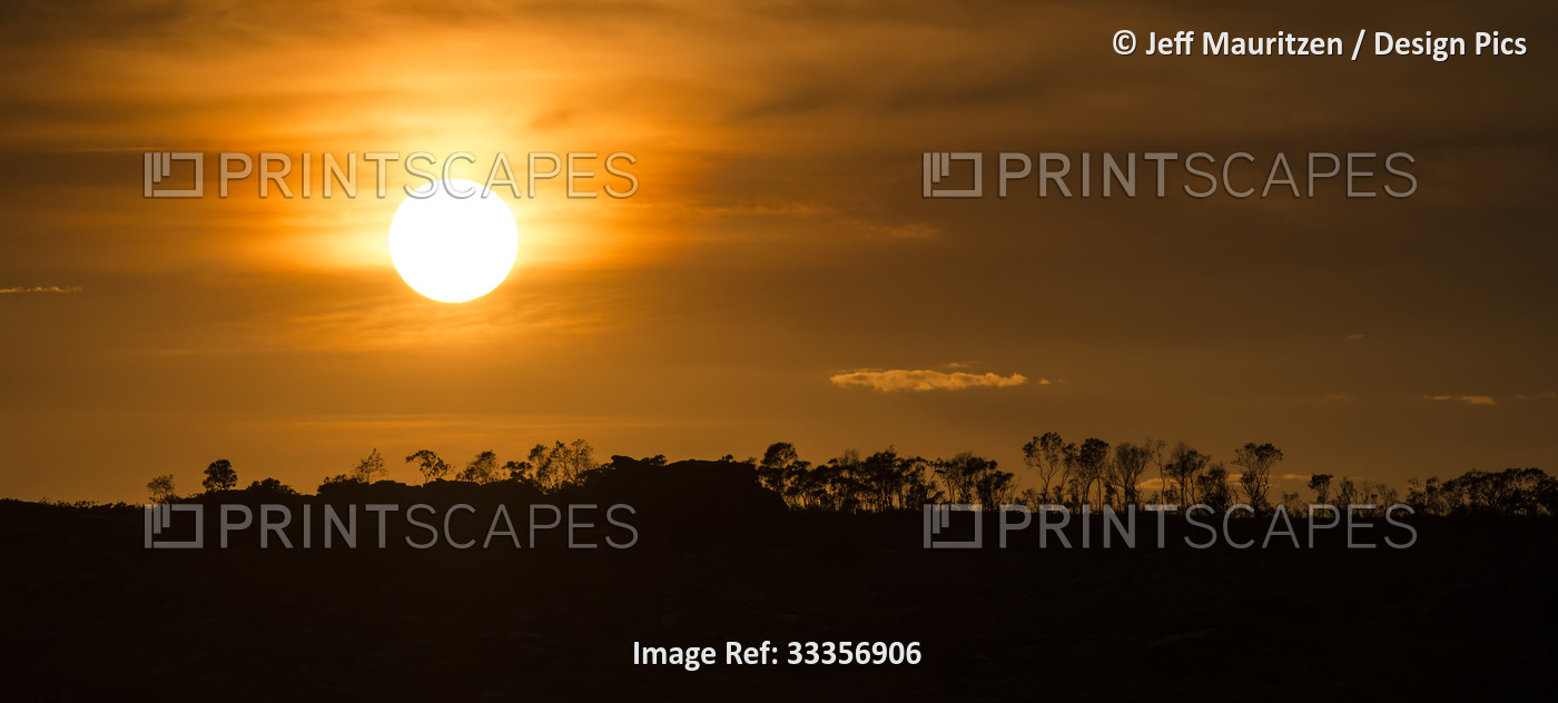 Golden sunrise over Western Australia above the horizon of silhouetted trees at ...
