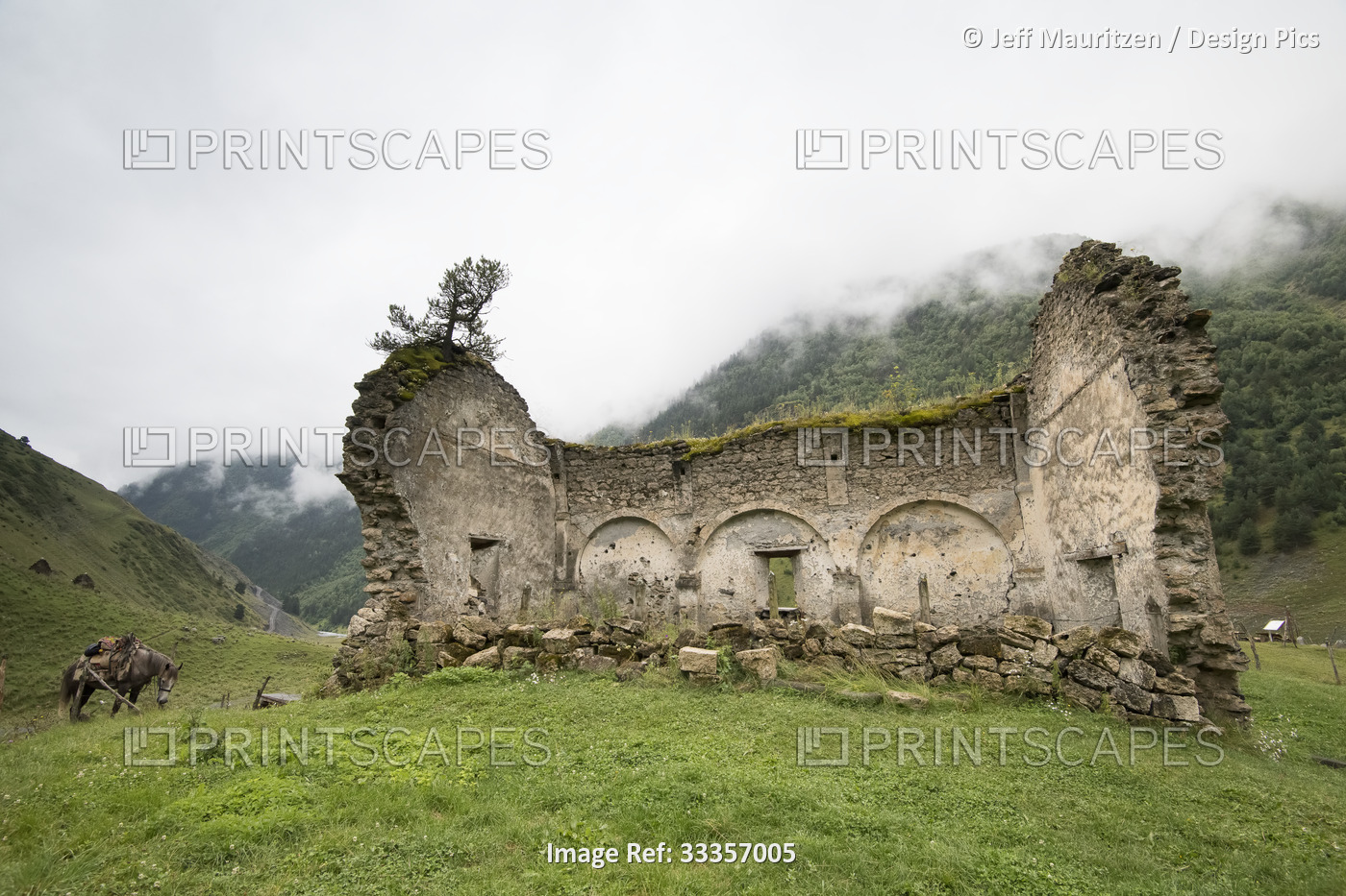Packhorse standing next to the ruins of the Old Church in Dartlo on the ...