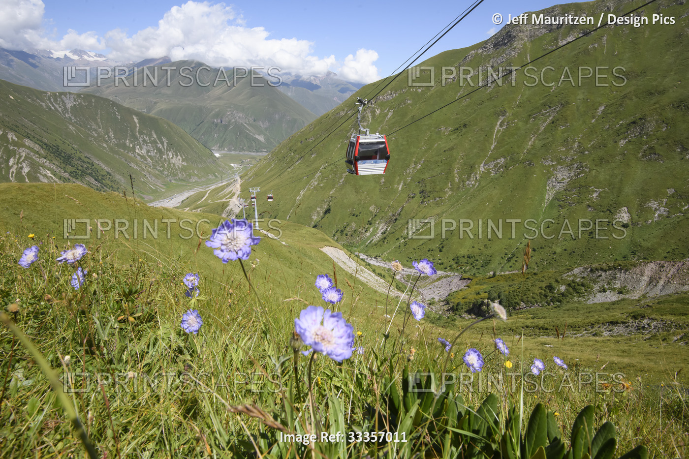 Wild flowers blooming in the alpine meadows in summer underneath an aerial ski ...