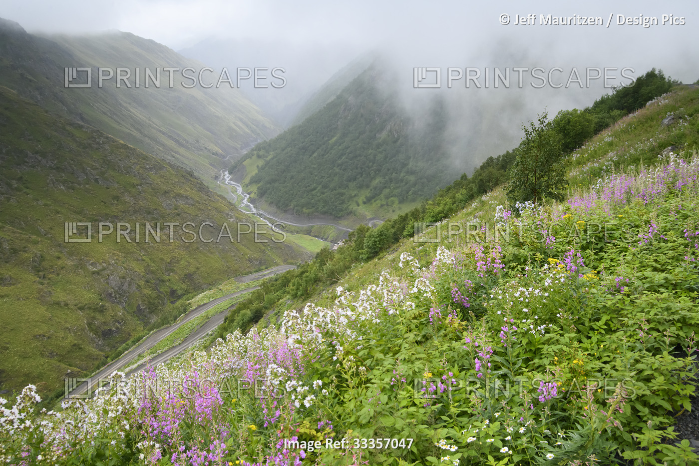 Flowers bloom along the extreme terrain of the unpaved, Abano Pass road through ...