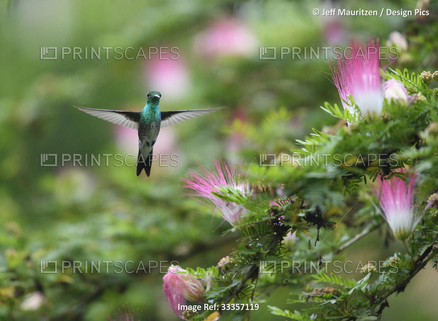 A Charming hummingbird (Amazilia decora) feeds on a pink and white flowering ...
