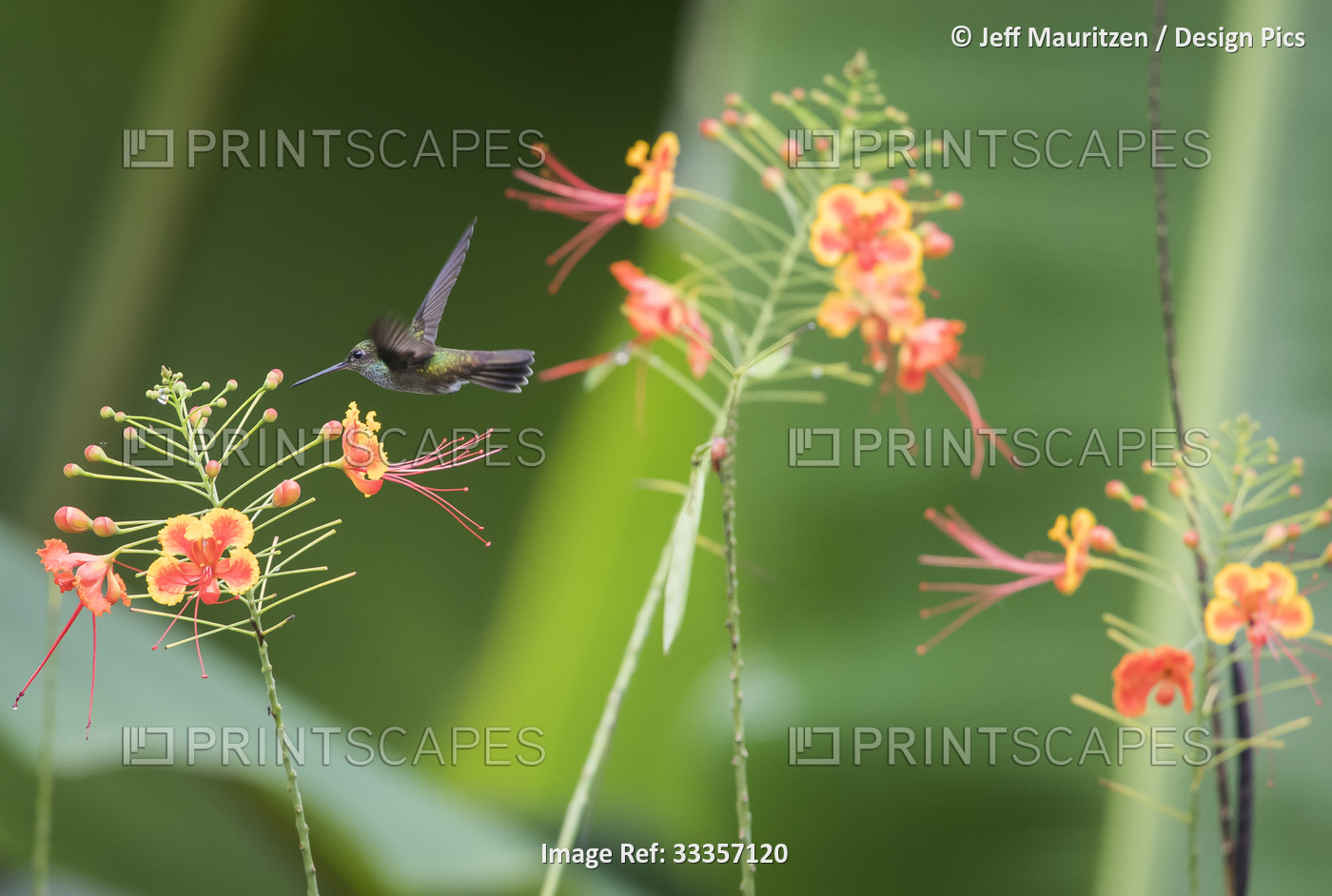 A Charming hummingbird (Amazilia decora) searches for nectar in yellow and ...