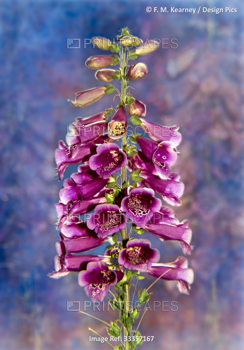 Foxglove (Scrophulariaceae), 'The Shirley' Digitalis Purpurea in New York ...