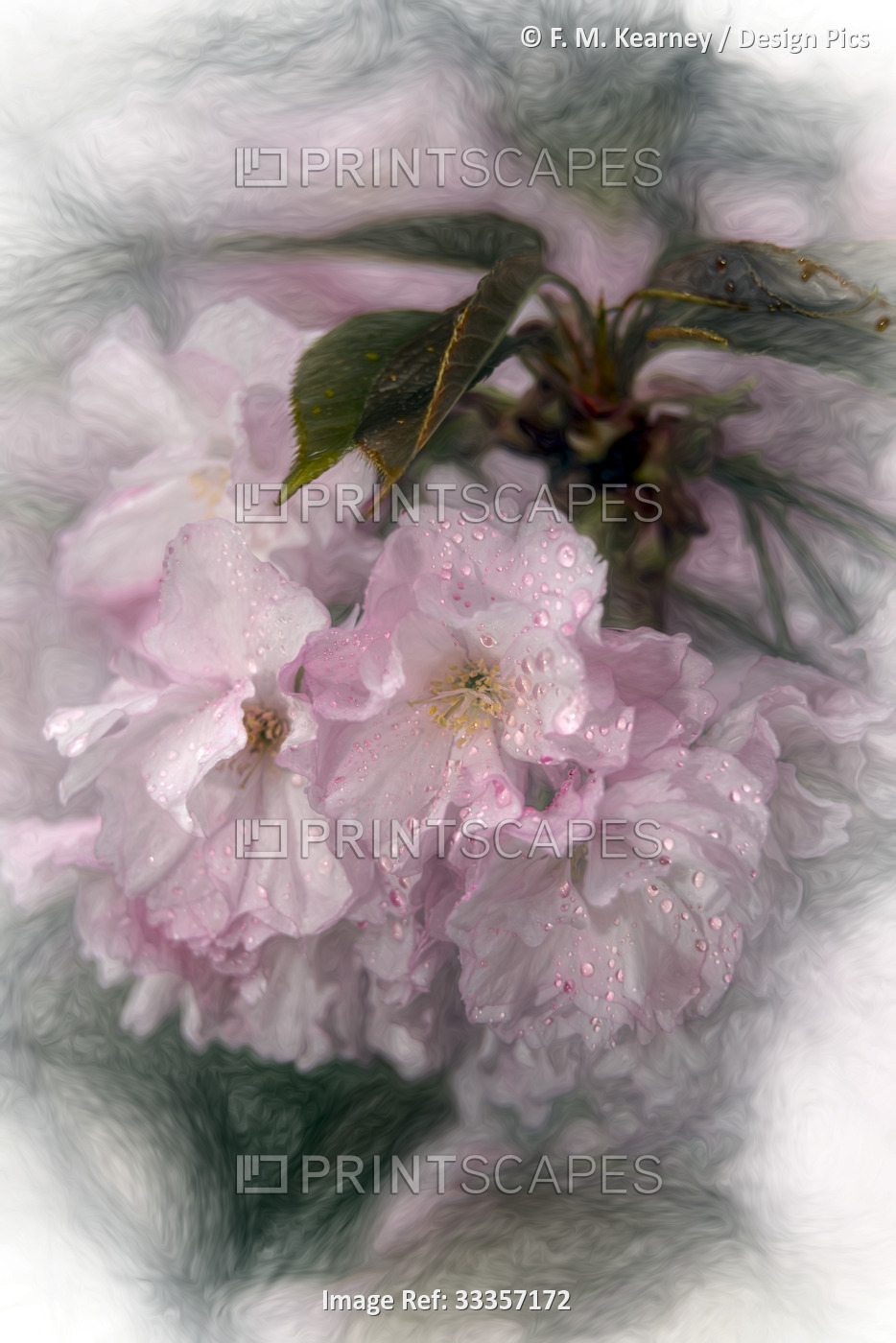 Japanese Flowering Cherry Blossoms, Prunus 'Kanzan' Rosaceae in Brooklyn ...