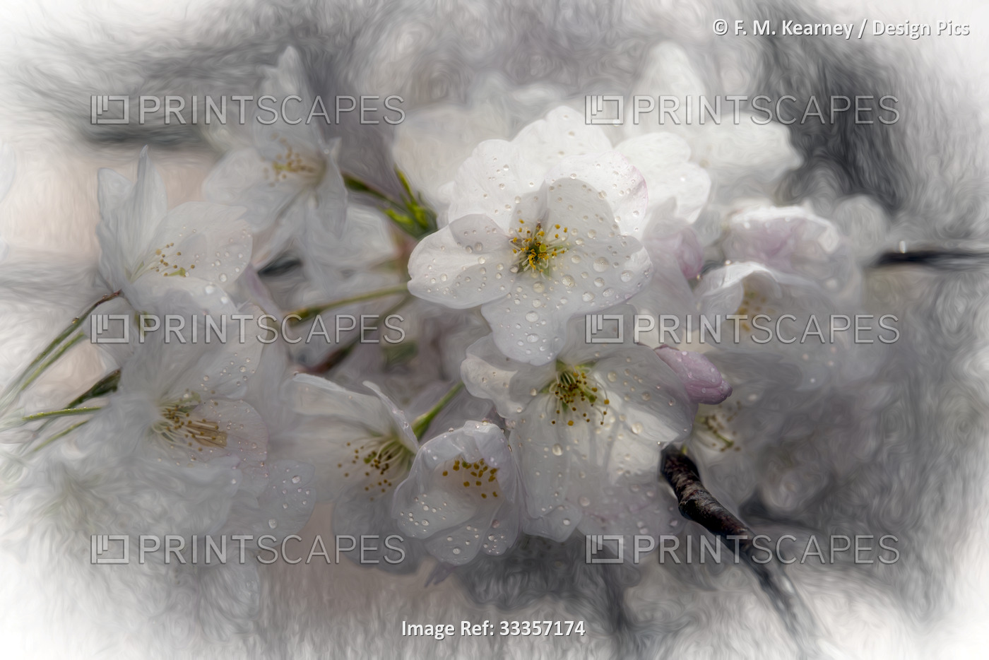 Flowering Yoshino Cherry Blossoms (Rosaceae), 'Akebono' Prunus x Yedoensis in ...