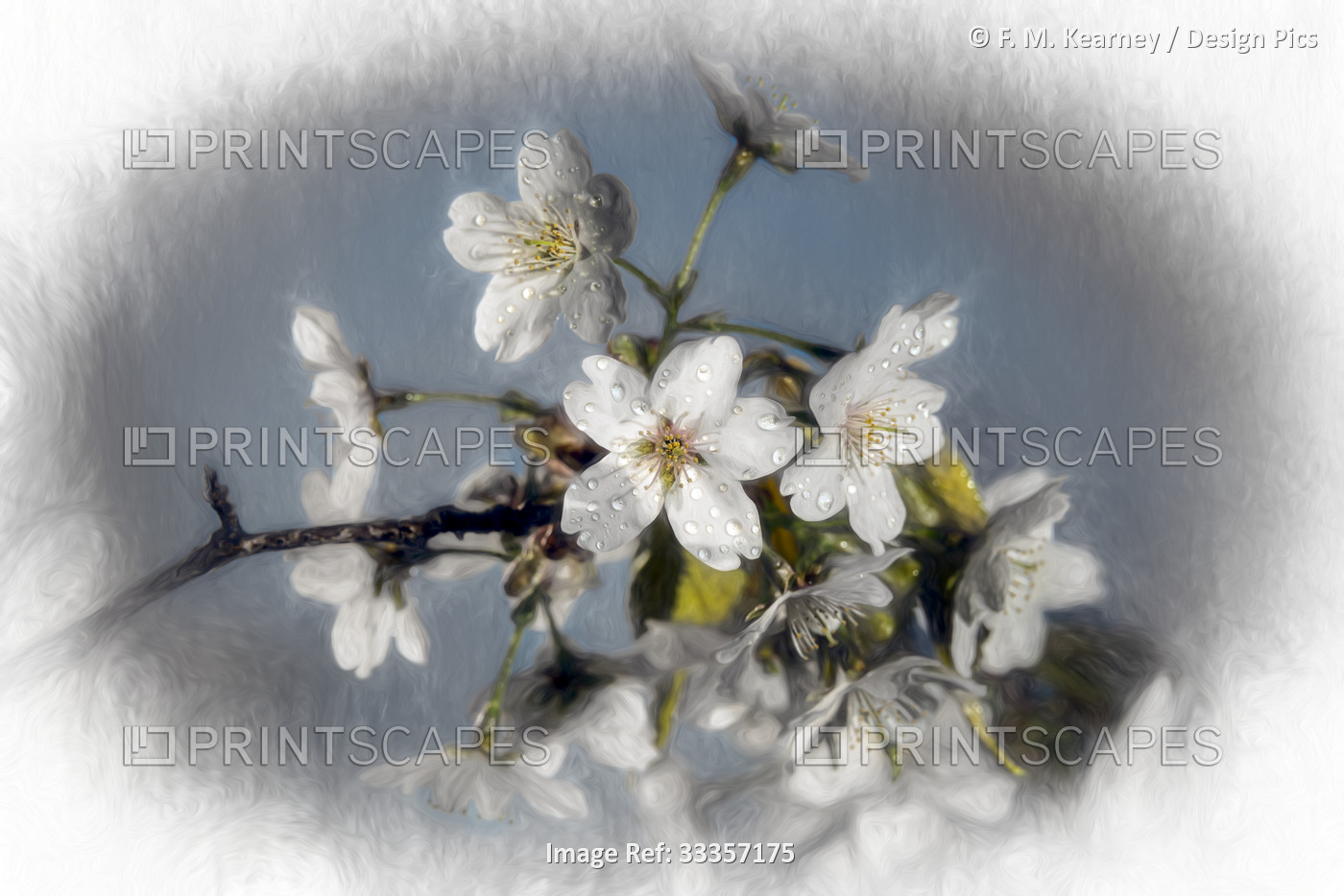 Flowering Yoshino Cherry Blossoms (Rosaceae), 'Akebono' Prunus x Yedoensis in ...