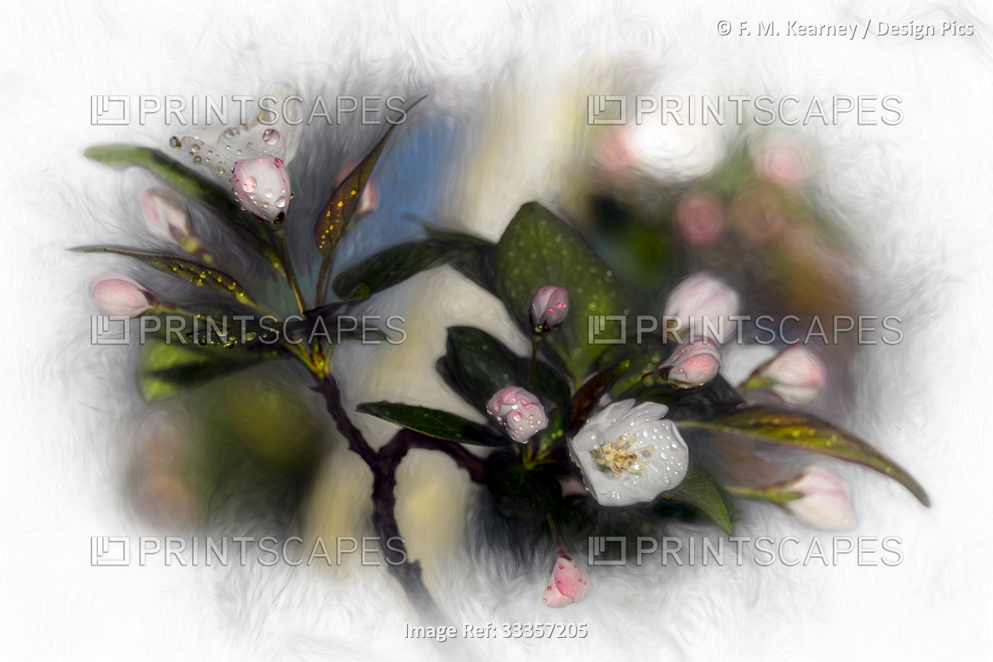 Tea Crabapple (Rosaceae), Malus Hupehensis at New York Botanical Garden; Bronx, ...