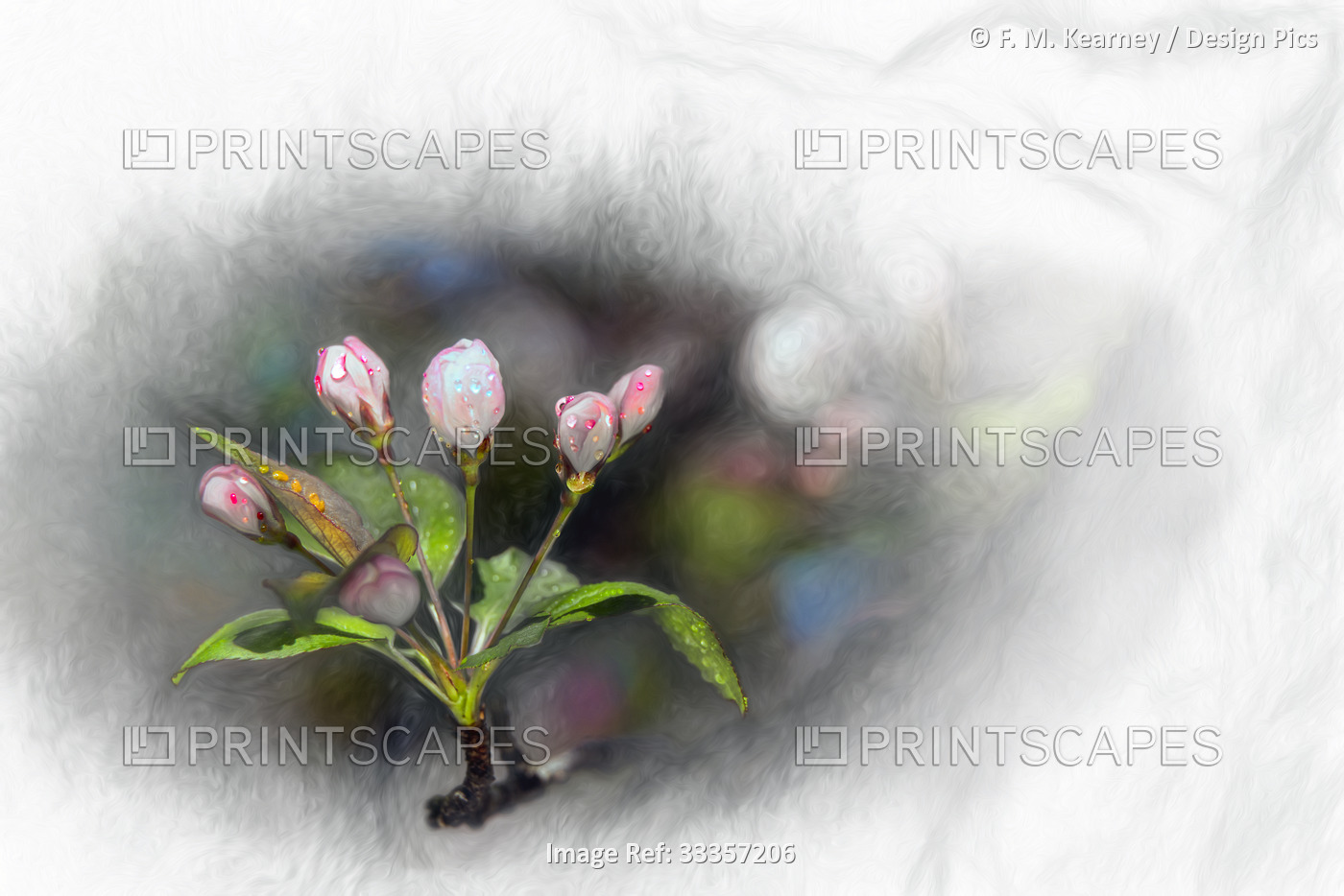 Tea Crabapple buds (Rosaceae), Malus Hupehensis at New York Botanical Garden; ...