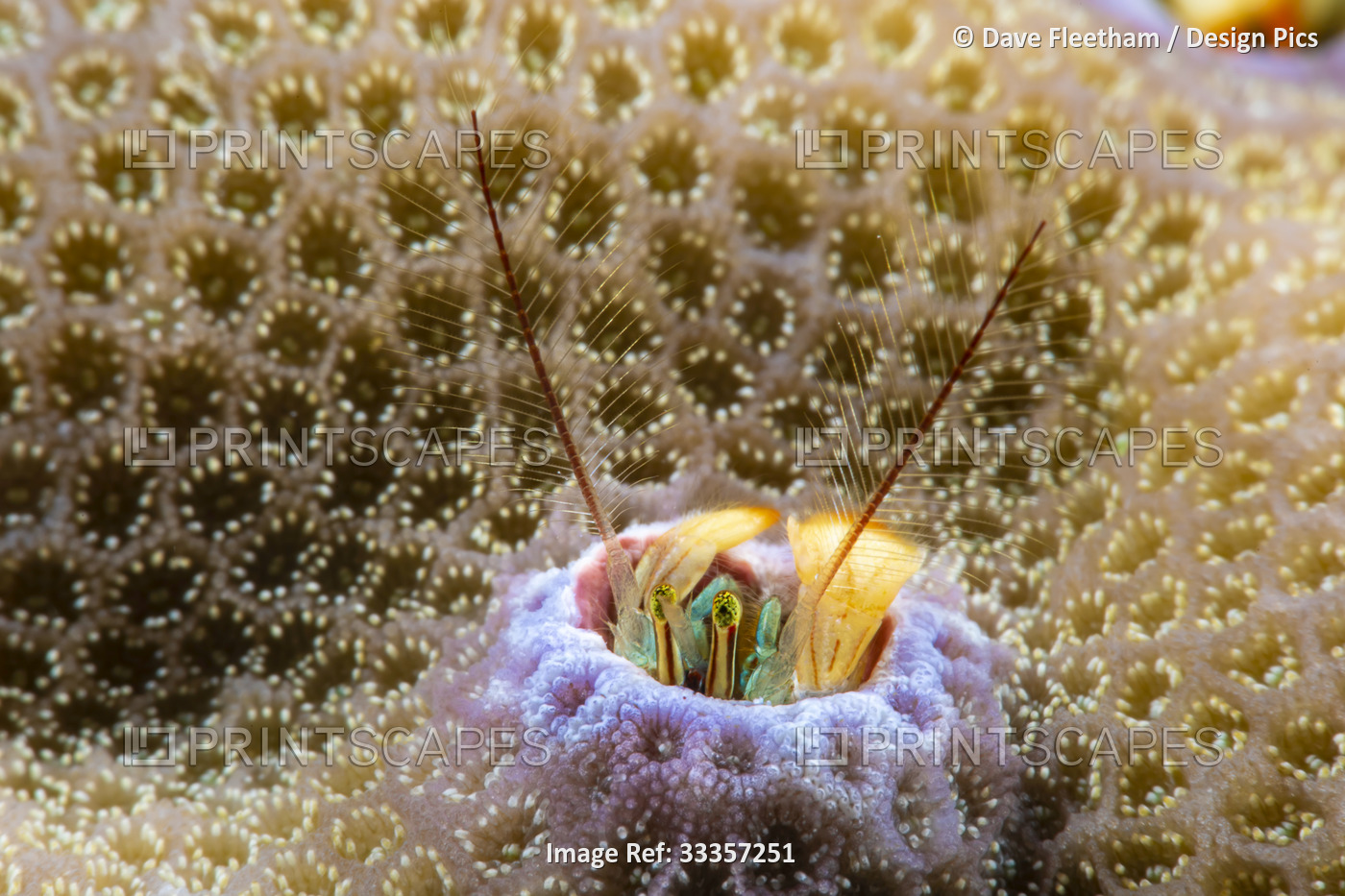 This species of Coral hermit crab (Paguritta vittata) lives in a hole in hard ...